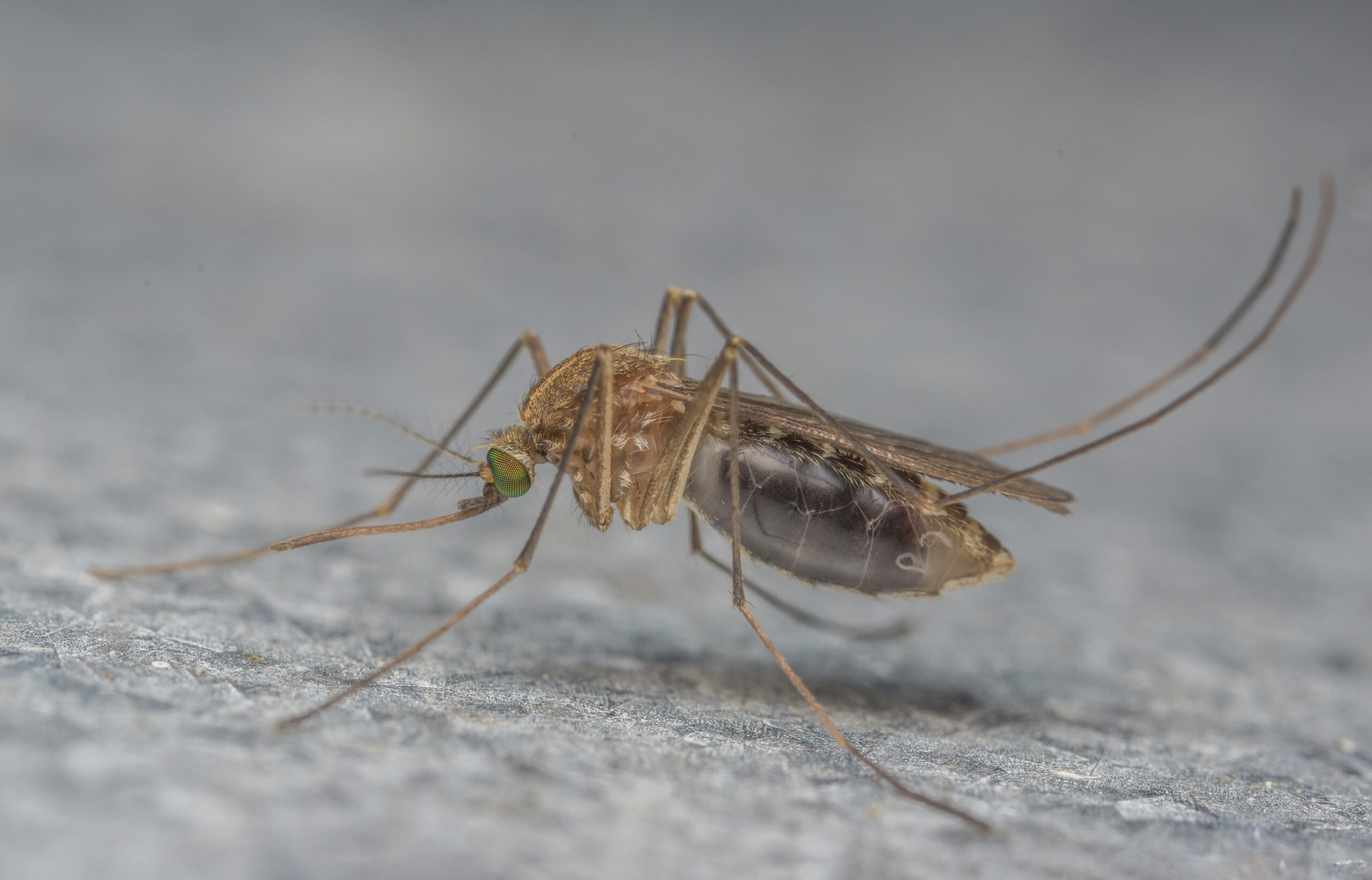 Breaking News: West Nile And Anemia Confirmed In Kansas Horses – Take Action! - 3p0szdo